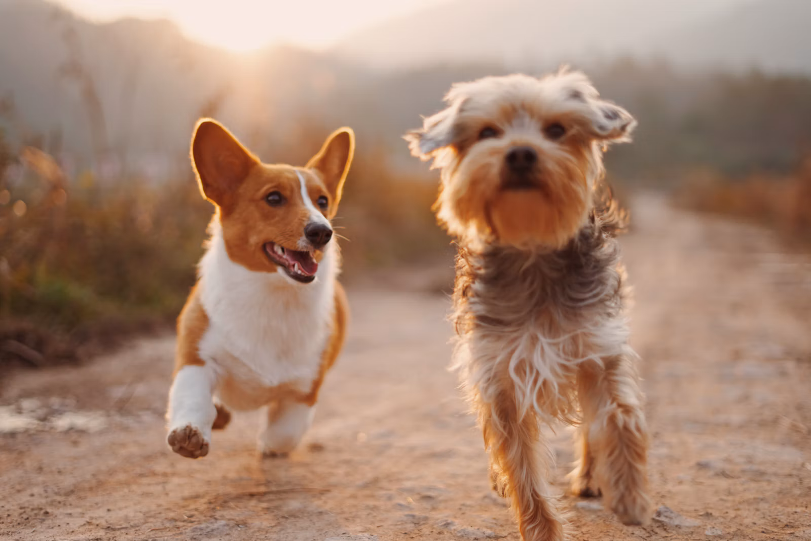 Animal Pet Store — cuidado com animais de estimação